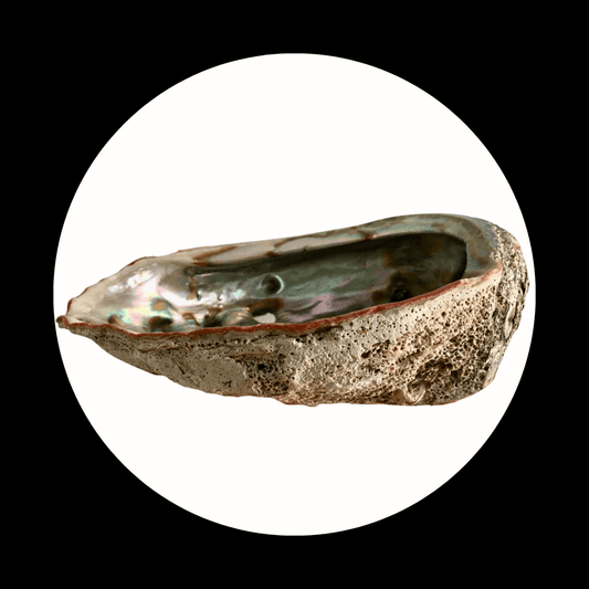 Abalone Shell 5-6" - Natural Ritual and Smudging Bowl