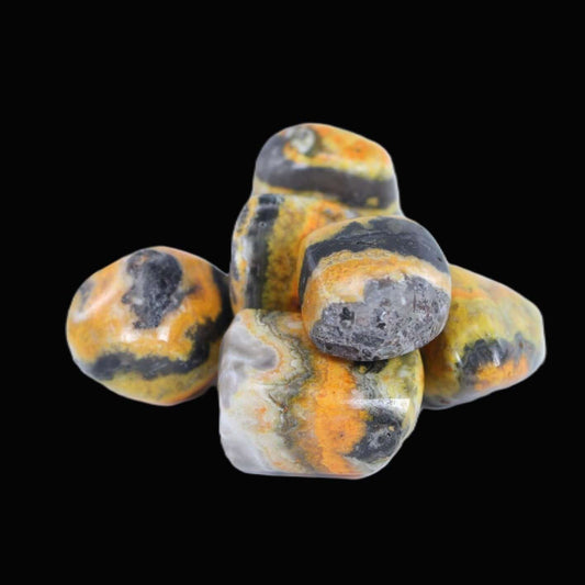 Bumblebee Jasper